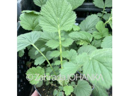 Geum chiloense 'Goldball'