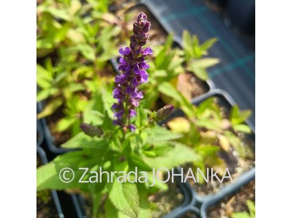 Salvia nemorosa 'Ostfriesland' _4