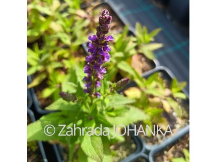 Salvia nemorosa 'Ostfriesland'