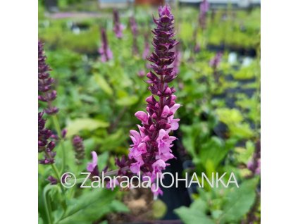 Salvia nemorosa 'Rosa Königin' _6