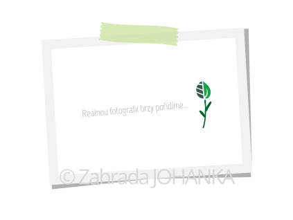 Obrázek