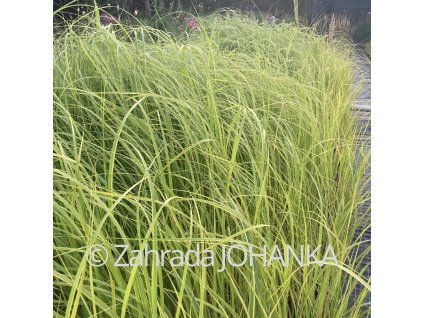 Spartina pectinata 'Aureomarginata'