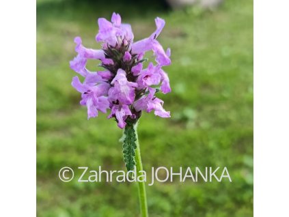 Stachys macrantha