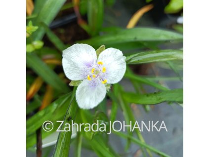 Oenothera pilosella 'Yella Fella'_2