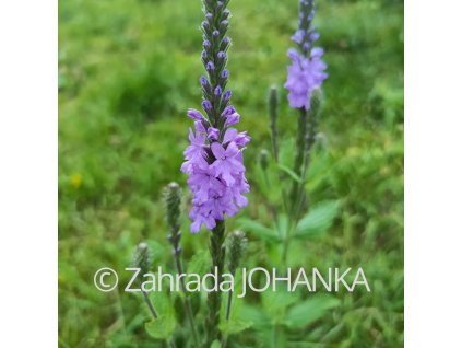 Verbena stricta