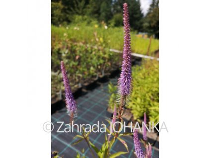 Veronicastrum virginicum 'Fascination'