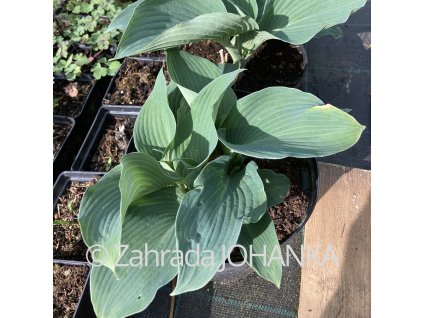 Hosta 'Blue Angel' _3