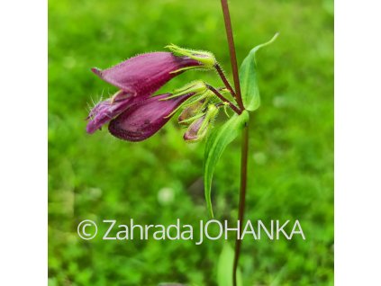 Penstemon whippleanus 'Chocolate Drop'