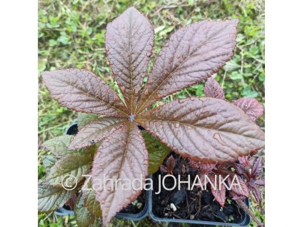 Rodgersia 'Bronze Peacock' _2