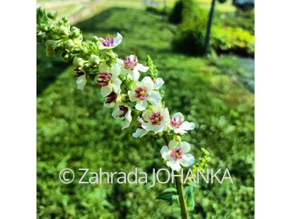 Verbascum chaixii 'Wedding Candles'