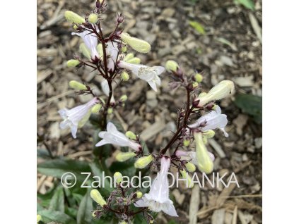 Penstemon digitalis 'Husker Red'