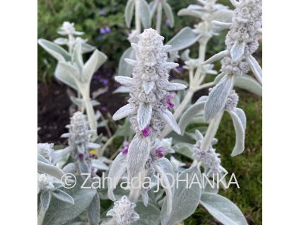 Stachys byzantina_2