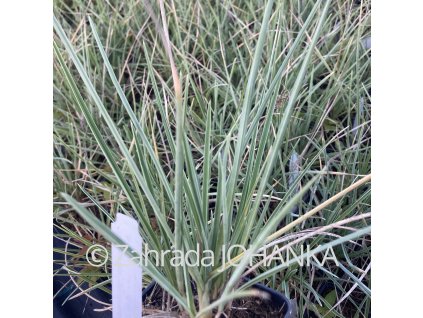 Sesleria nitida_5