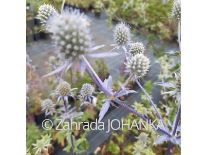 Eryngium amethystinum_4