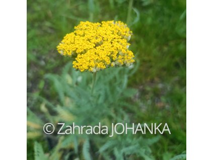 Achillea filipendulina 'Coronation Gold' _4
