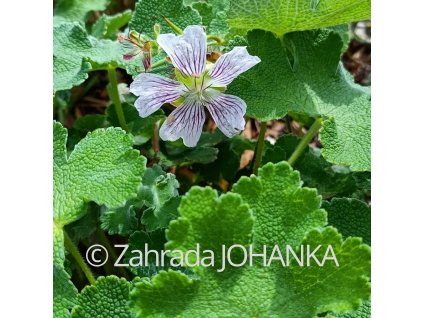 Geranium renardii_1