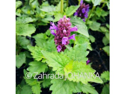 Agastache 'Blue Boa'_2