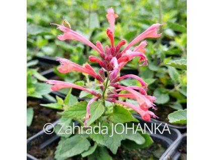 Agastache 'Kudos Coral'
