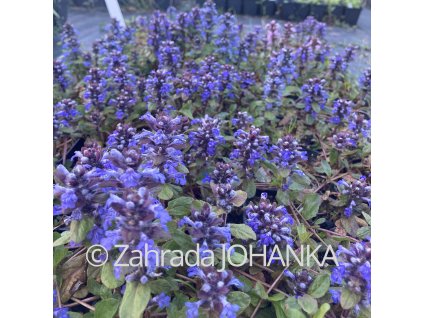 Ajuga reptans