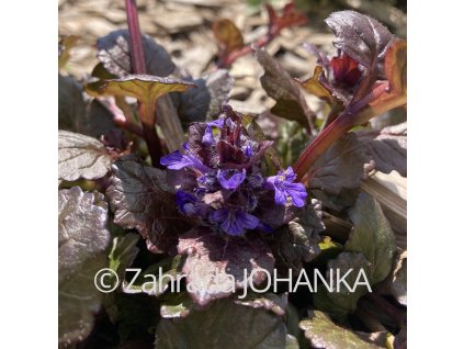 Ajuga reptans 'Black Scallop'_3