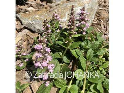 Ajuga reptans 'Rosea'_2