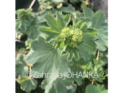 Alchemilla sericata
