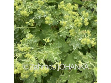 Alchemilla serricata 'Gold Strike'_3