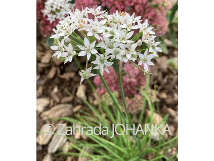 Allium tuberosum
