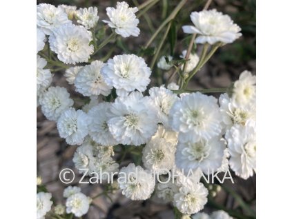 Achillea ptarmica 'Ballerina'