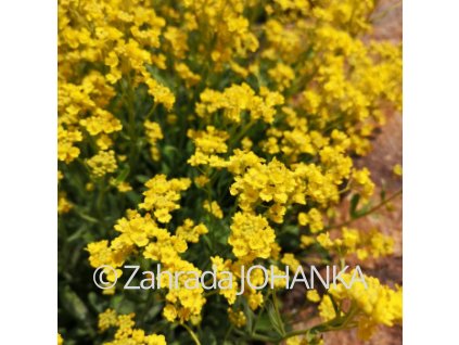 Alyssum saxatile 'Goldkugel'