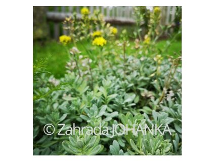 Alyssum saxatile 'Summit'