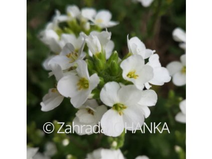 Arabis caucasica 'Alba'