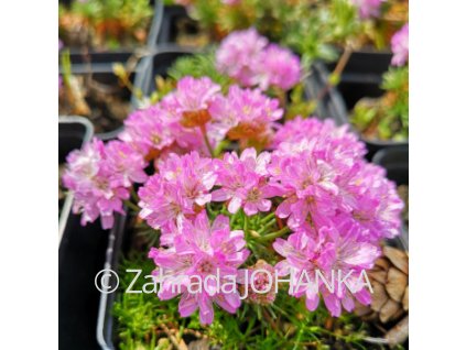 Armeria juniperifolia 'Bevan's Variety'