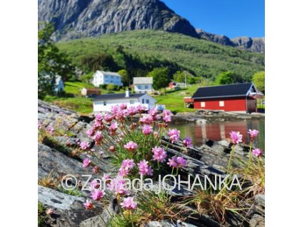 Armeria maritima
