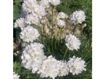 Armeria maritima 'Alba'_2