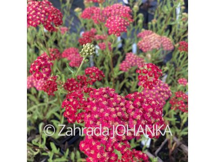 Achillea millefolium 'Paprika_3