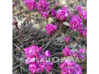Armeria maritima 'Vesuv'_1