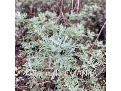Artemisia pontica_2