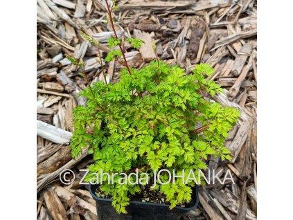 Aruncus aethusifolius