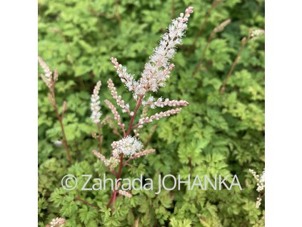 Aruncus aethusifolius_4