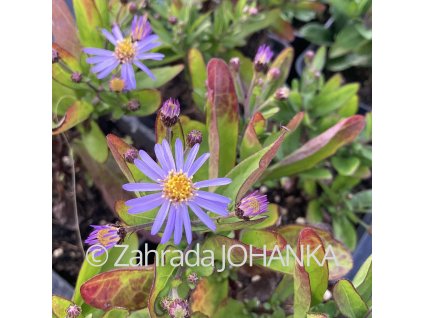Aster ageratoides 'Adustus Nanus'_2
