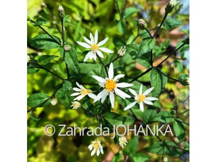 Aster divaricatus