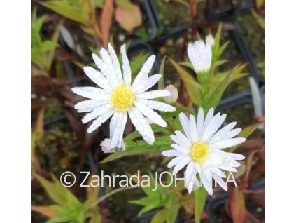 Aster dumosus 'Kristina'