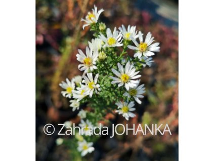 Aster ericoides 'Golden Spray'