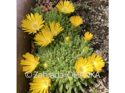 Delosperma congestum