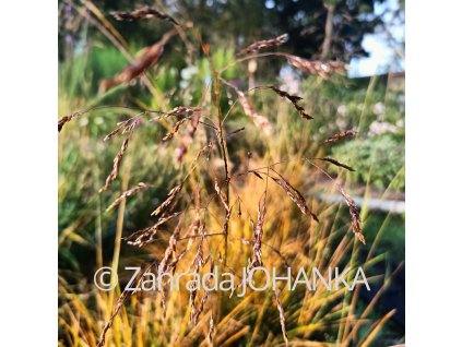 Deschampsia caespitosa 'Goldtau' _2
