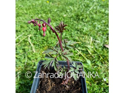 Dicentra spectabilis 'Valentine' _1