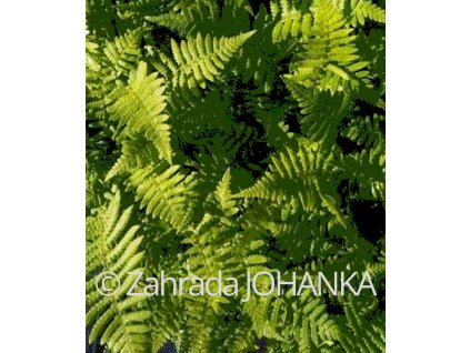 Dryopteris affinis