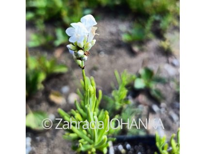 Lavandula angustifolia 'Alba Nana'