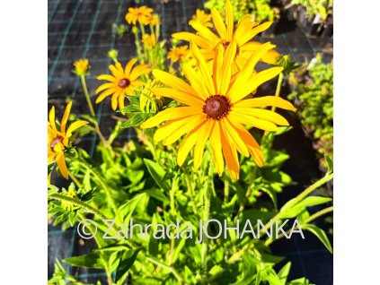 Rudbeckia fulgida var. 'Deamii'_3
